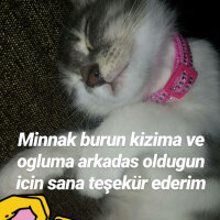 Tekir Kedi, Kedi  Badem fotoğrafı