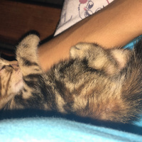 Maine Coon, Kedi  Henüz düşünmedim fotoğrafı