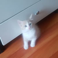 Tekir Kedi, Kedi  Bicir fotoğrafı