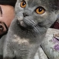 Scottish Fold, Kedi  Gölge fotoğrafı