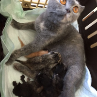 Scottish Fold, Kedi  Gölge fotoğrafı