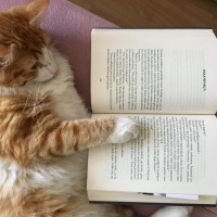Sarman, Kedi  Limon (noni) fotoğrafı