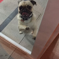 Pug, Köpek  Pİke fotoğrafı