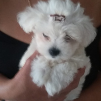 Maltese, Köpek  Pamuk fotoğrafı