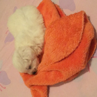 Maltese, Köpek  Pamuk fotoğrafı