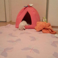 Maltese, Köpek  Pamuk fotoğrafı
