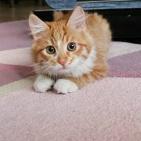 Maine Coon, Kedi  misket fotoğrafı