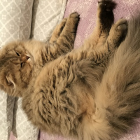 British Shorthair, Kedi  Petir fotoğrafı