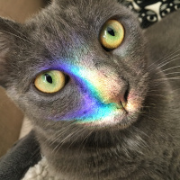 Tekir Kedi, Kedi  Mango fotoğrafı