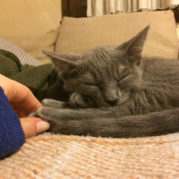 Tekir Kedi, Kedi  Mango fotoğrafı