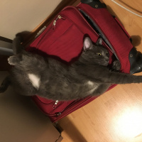 Tekir Kedi, Kedi  Mango fotoğrafı