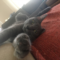 Tekir Kedi, Kedi  Mango fotoğrafı