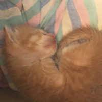 Tekir Kedi, Kedi  Oliver fotoğrafı