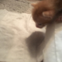 Tekir Kedi, Kedi  Oliver fotoğrafı