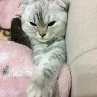 Scottish Fold, Kedi  LOLİ fotoğrafı