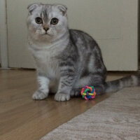 Scottish Fold, Kedi  LOLİ fotoğrafı