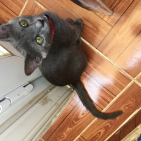 British Shorthair, Kedi  Peri fotoğrafı