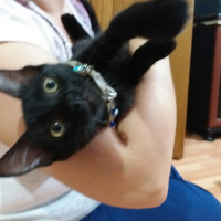 Tekir Kedi, Kedi  KARADUT fotoğrafı