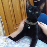Tekir Kedi, Kedi  KARADUT fotoğrafı