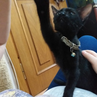 Tekir Kedi, Kedi  KARADUT fotoğrafı