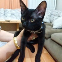 Tekir Kedi, Kedi  KARADUT fotoğrafı