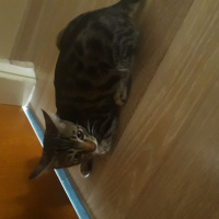 Tekir Kedi, Kedi  Patik fotoğrafı