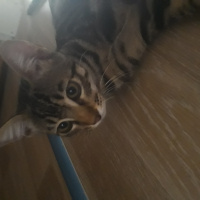 Tekir Kedi, Kedi  Patik fotoğrafı