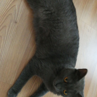 British Shorthair, Kedi  Mocha fotoğrafı