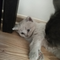 British Shorthair, Kedi  Sütçük fotoğrafı