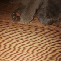 British Shorthair, Kedi  Sütçük fotoğrafı