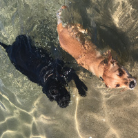 İngiliz Cocker Spaniel, Köpek  Hera fotoğrafı