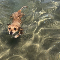 Chihuahua, Köpek  Lady fotoğrafı