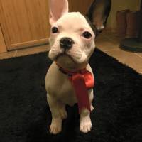 Fransız Bulldog, Köpek  Milo fotoğrafı