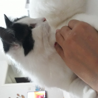 Tuxedo (Smokin) Kedi, Kedi  Bambam fotoğrafı