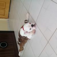 İngiliz Bulldog, Köpek  Simon fotoğrafı