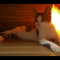 Tekir Kedi, Kedi  Tama fotoğrafı