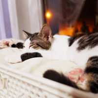 Tekir Kedi, Kedi  Tama fotoğrafı