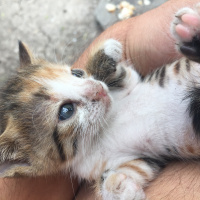 Tekir Kedi, Kedi  1 aylik minikler yeni yuvasini ariyor. fotoğrafı