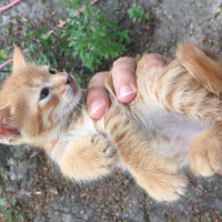 Tekir Kedi, Kedi  1 aylik minikler yeni yuvasini ariyor. fotoğrafı