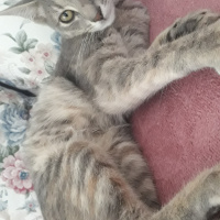 American Keuda, Kedi  minik fotoğrafı