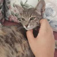 American Keuda, Kedi  minik fotoğrafı