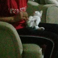 Tekir Kedi, Kedi  Muffy fotoğrafı
