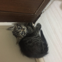 Tekir Kedi, Kedi  Adı yok fotoğrafı