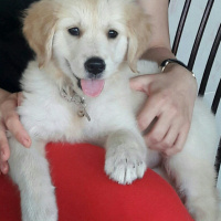 Golden Retriever, Köpek  Şarap fotoğrafı