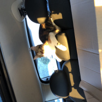 Tekir Kedi, Kedi  Oya fotoğrafı