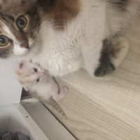 Tekir Kedi, Kedi  Oya fotoğrafı