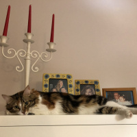 Tekir Kedi, Kedi  Oya fotoğrafı