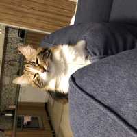 Tekir Kedi, Kedi  Oya fotoğrafı