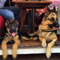 Alman Çoban Köpeği, Köpek  Duke von Parkour fotoğrafı