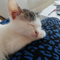 Van Kedisi, Kedi  Mia fotoğrafı